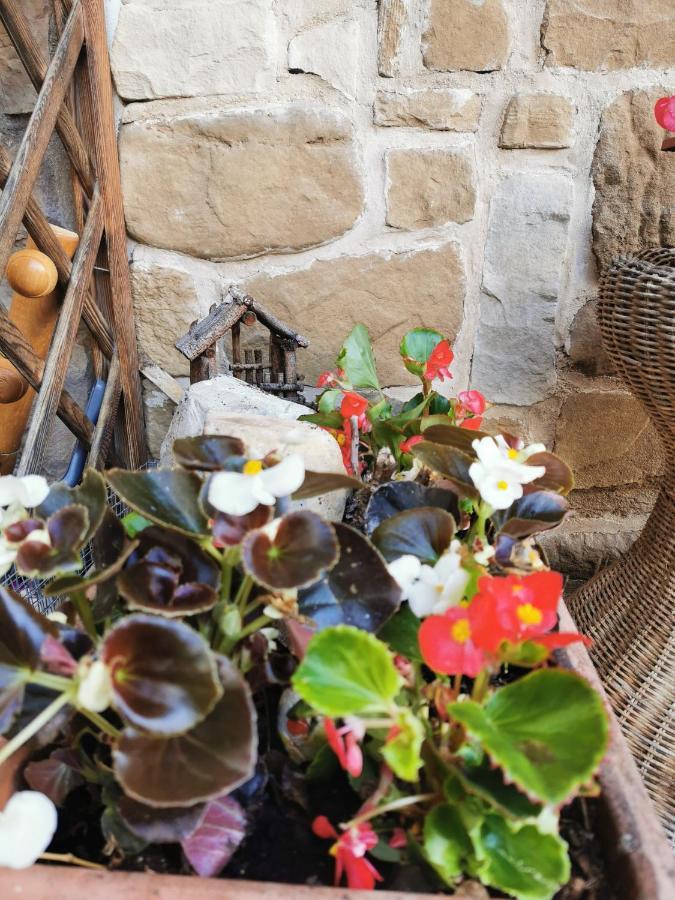 Casa Phoenix Appartamento Piano Terra Immerso Nel Verde A Pochi Minuti Dalla Ciclabile Pieve di Cadore Ngoại thất bức ảnh